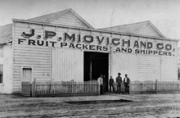 Apple packinghouse. Cikuth was a partner in J.P. Miovich Co. from 1898-1907. 342