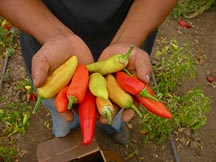 Photo of Juan Catalan holding peppers