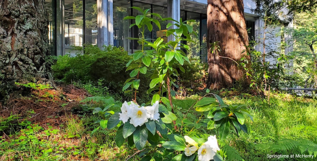 Tress and flowers in front of McHenry Library