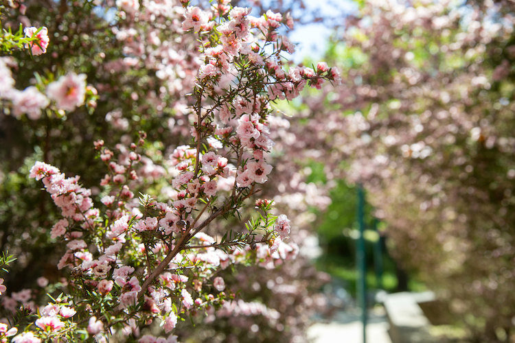 Pink flowers in bloom