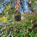 A photo of redwoods with pink flowers growing in the foreground.
