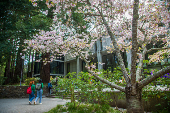 Spring Time at McHenry Library with pink cherry blossoms and students walking