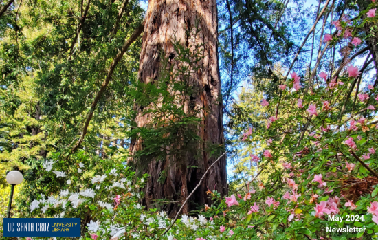 Pink and white flowers encircling a redwood tree