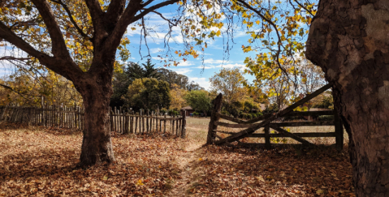 trees with fallen leaves, a wooden gate and blue sky