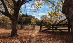 trees and fence in the fall